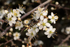Slån,  Prunus spinosa